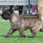 cairn terrier performing on show, sassa houlman