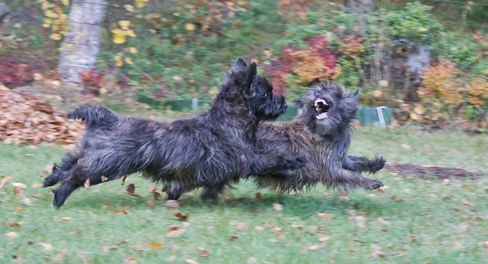 two black cairn terriers play fighting as they sprint around a yard