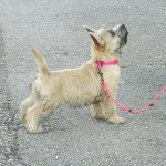 pale color cairn terrier waiting patiently and looking at owner, sassa houlman