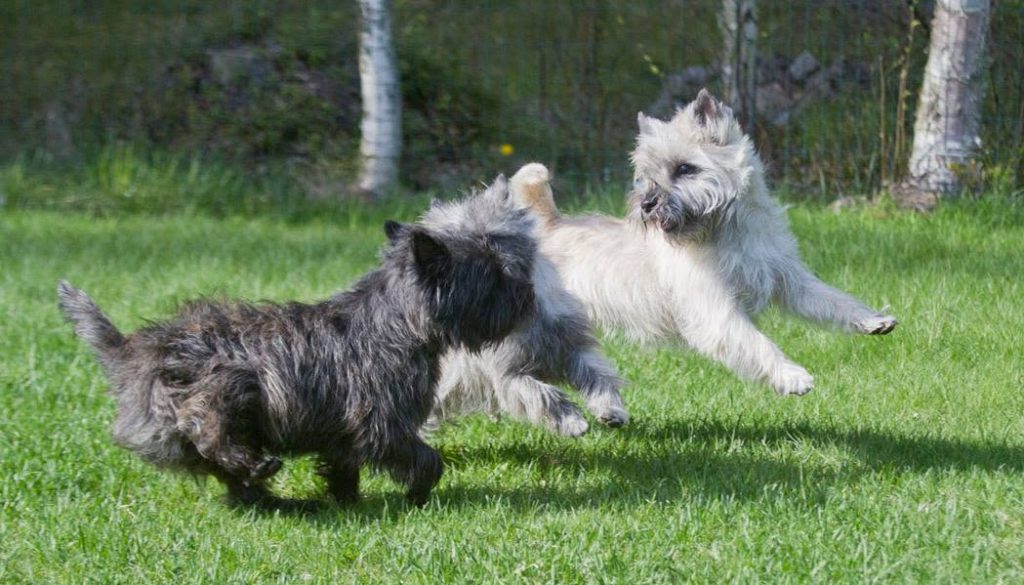 two cairns playing in a yard