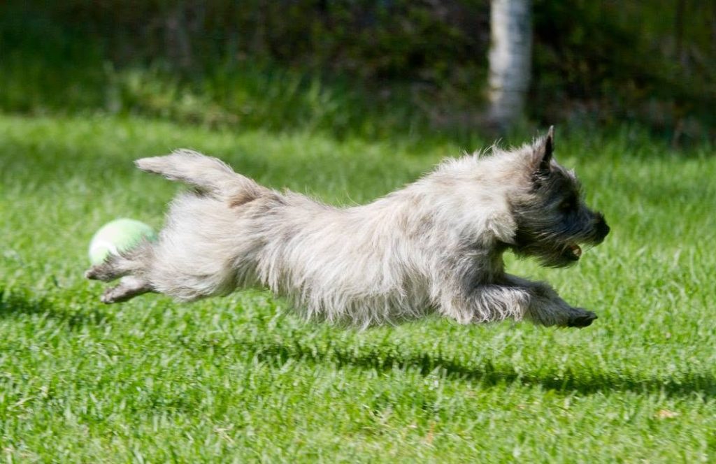 nearly white cairn terrier sprinting across a yard